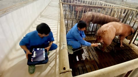 The most modern technologies applied in pig farming